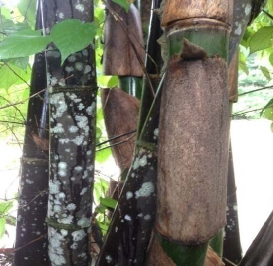 batang bambu hitam